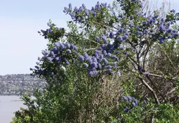 Carquinez Shoreline 2006 011