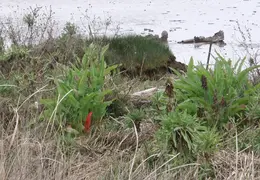 Carquinez Shoreline 2006 044