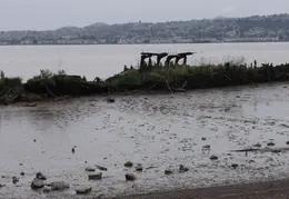 Carquinez Shoreline 2006 049