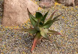 Desert Botanical Garden 20220412 011