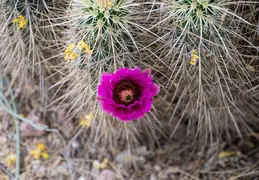 Desert Botanical Garden 20220412 012