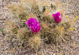 Desert Botanical Garden 20220412 013