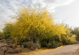 Desert Botanical Garden 20220412 014
