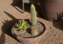 Desert Botanical Garden 20220412 023