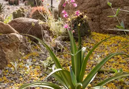 Desert Botanical Garden 20220412 024
