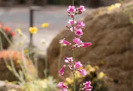 Desert Botanical Garden 20220412 025