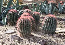 Desert Botanical Garden 20220412 028