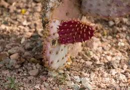 Desert Botanical Garden 20220412 032