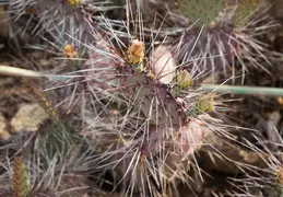 Desert Botanical Garden 20220412 033