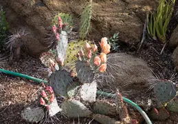 Desert Botanical Garden 20220412 034