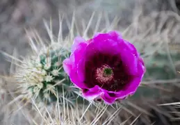 Desert Botanical Garden 20220412 036