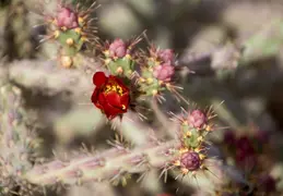 Desert Botanical Garden 20220412 037