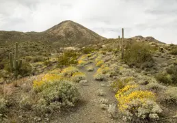 Dixie Mine Trail 20220320 001