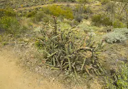 Dixie Mine Trail 20220320 016