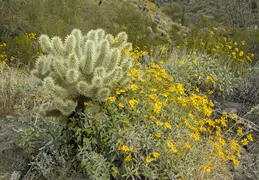 Dixie Mine Trail 20220320 029