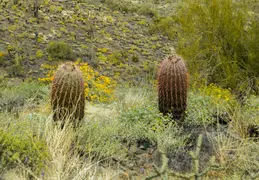 Dixie Mine Trail 20220320 033