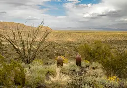 Dixie Mine Trail 20220320 034