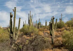 Fountain Hills Desert Botanical Garden Hike 20230610 24