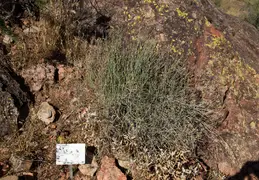 Fountain Hills Desert Botanical Garden Hike 20230610 34