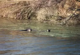 Grizzley Island Animals 002