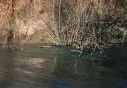 Grizzley Island Animals 003