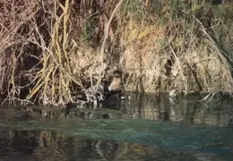 Grizzley Island Animals 005