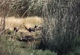 Grizzley Island Animals 019