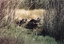 Grizzley Island Animals 020