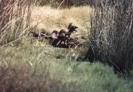 Grizzley Island Animals 022