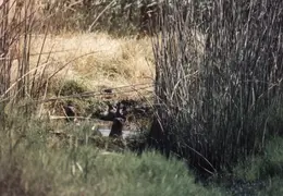 Grizzley Island Animals 024