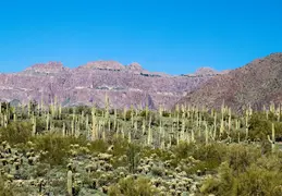 Hieroglyphics Trail Superstition Mtns 20220105 011