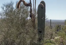 Hieroglyphics Trail Superstition Mtns 20220105 015