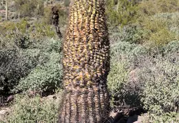 Hieroglyphics Trail Superstition Mtns 20220105 017