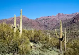 Hieroglyphics Trail Superstition Mtns 20220105 018