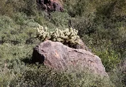 Hieroglyphics Trail Superstition Mtns 20220105 032