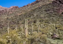 Hieroglyphics Trail Superstition Mtns 20220105 033