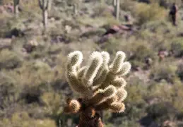 Hieroglyphics Trail Superstition Mtns 20220105 035