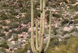 Hieroglyphics Trail Superstition Mtns 20220105 037