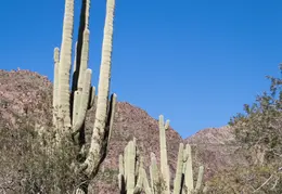 Hieroglyphics Trail Superstition Mtns 20220105 043