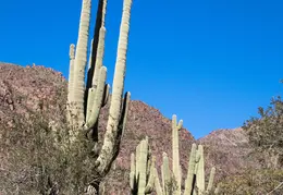 Hieroglyphics Trail Superstition Mtns 20220105 044