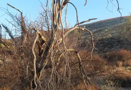 McDowell Mtn Park Scenic Trail 20231224 23
