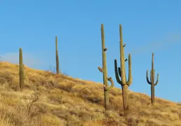 McDowell Mtn Park Scenic Trail 20231224 30