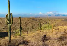 McDowell Mtn Park Scenic Trail 20231224 43