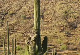 McDowell Mtn Park Scenic Trail 20231224 44