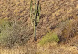 McDowell Mtn Park Scenic Trail 20231224 49