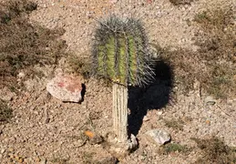 Papago Park 20220126 035