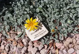 Paseo Trail to Chandler Airport 20220308 39
