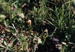 Rockville Hills Hike 1995 21