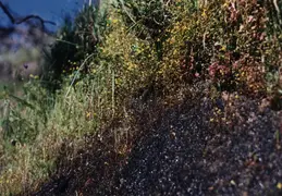 Rockville Hills Hike 1995 22