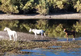 Salt River Wild Horses 20211104 005